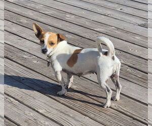 Chihuahua-Unknown Mix Dogs for adoption in Salt Lake City, UT, USA