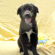 Medium Photo #1 Mutt Puppy For Sale in Fayetteville, TN, USA