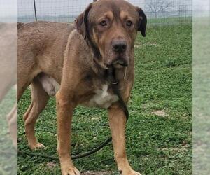 Bullmastiff-Unknown Mix Dogs for adoption in Von Ormy, TX, USA
