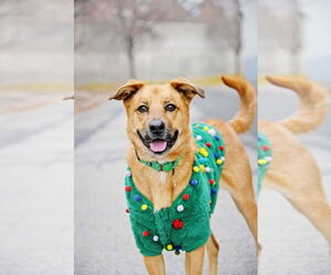 Mutt Dogs for adoption in Sandy, UT, USA