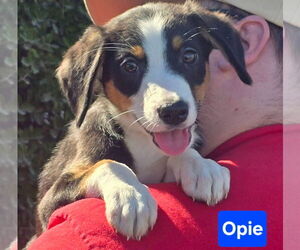 Beagle-Border Collie Mix Dogs for adoption in Alexander, AR, USA