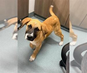 German Shepherd Dog-Unknown Mix Dogs for adoption in Baytown, TX, USA