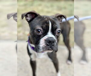 Boston Terrier Dogs for adoption in Manahawkin, NJ, USA