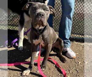 American Staffordshire Terrier-Chinese Shar-Pei Mix Dogs for adoption in San Antonio, TX, USA