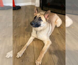 Medium Photo #2 Mutt Puppy For Sale in Raleigh, NC, USA