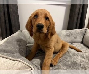 Golden Retriever Dogs for adoption in Lewistown, PA, USA