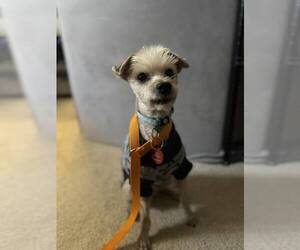 Poodle (Miniature)-Unknown Mix Dogs for adoption in Farmington, MN, USA