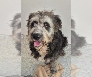 Poodle (Standard)-Unknown Mix Dogs for adoption in Lodi, CA, USA