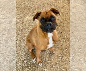 Boxer Dogs for adoption in Austin, TX, USA
