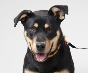 Labrottie Dogs for adoption in Eden Prairie, MN, USA