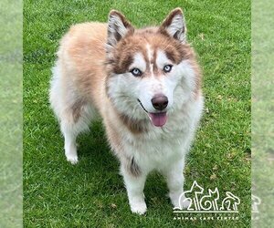 Siberian Husky-Unknown Mix Dogs for adoption in Irvine, CA, USA