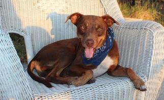 American Pit Bull Terrier-Unknown Mix Dogs for adoption in Newfield, NJ, USA
