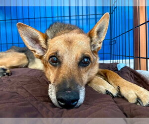 German Shepherd Dog-Unknown Mix Dogs for adoption in Boonton, NJ, USA