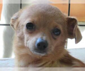 Chihuahua-Unknown Mix Dogs for adoption in Effort, PA, USA