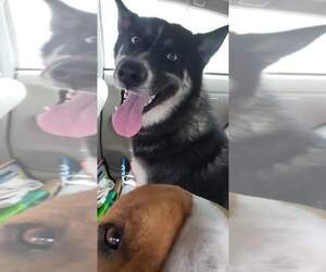 Australian Shepherd-Siberian Husky-Unknown Mix Dogs for adoption in CRESCENT CITY, FL, USA