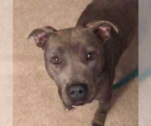 American Pit Bull Terrier-American Staffordshire Terrier Mix Dogs for adoption in Durham, NC, USA