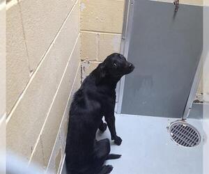 Greyhound-Unknown Mix Dogs for adoption in Tulsa, OK, USA