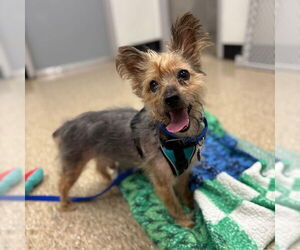 Mutt Dogs for adoption in Boston, MA, USA