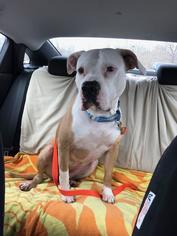 American Bulldog Dogs for adoption in Lockport, NY, USA