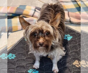 Mutt Dogs for adoption in Walnutport, PA, USA