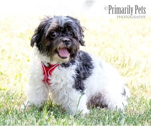 Shih Tzu-Unknown Mix Dogs for adoption in Hendersonville, TN, USA