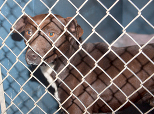 Shepradors Dogs for adoption in Oxford, NC, USA