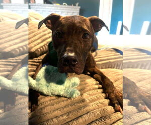 American Pit Bull Terrier Dogs for adoption in Rockville, MD, USA