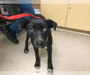 American Pit Bull Terrier-Unknown Mix Dogs for adoption in Riverside, CA, USA