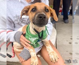 Colonial Cocker Spaniel-Unknown Mix Dogs for adoption in Washington, DC, USA