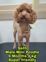 Poodle (Miniature) Dogs for adoption in Seattle, WA, USA