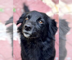 Cocker Spaniel Dogs for adoption in Yardley, PA, USA