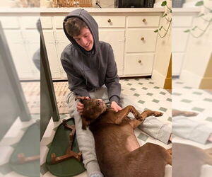 Beagle-Unknown Mix Dogs for adoption in Louisville, KY, USA