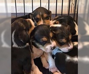 Treeing Walker Coonhound Dogs for adoption in Chantilly, VA, USA