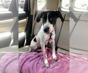 English Setter Dogs for adoption in Boca Raton, FL, USA