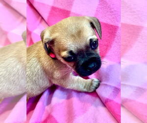 Pug-Unknown Mix Dogs for adoption in San Diego, CA, USA