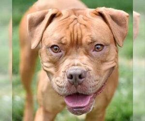 Bulldog Dogs for adoption in St Louis, MO, USA