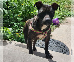 American Pit Bull Terrier-Bulldog Mix Dogs for adoption in Princeton, MN, USA