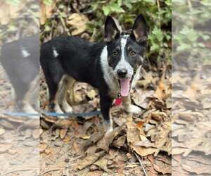 Siberian Husky-Unknown Mix Dogs for adoption in Paso Robles, CA, USA