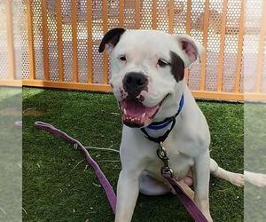 Mutt Dogs for adoption in Las Vegas, NV, USA
