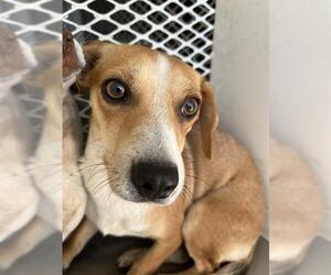 Chihuahua Dogs for adoption in Bakersfield, CA, USA