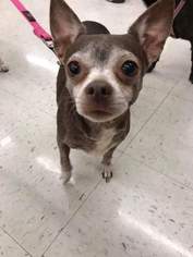 Chihuahua Dogs for adoption in ashville, OH, USA
