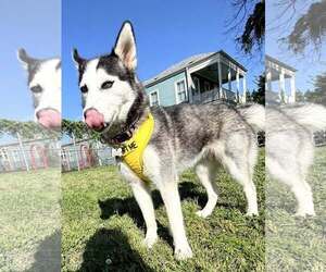 Siberian Husky Dogs for adoption in New Orleans, LA, USA