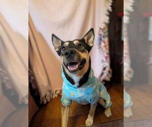 Mutt Dogs for adoption in Duluth, MN, USA
