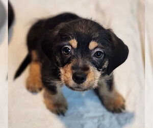 Basset Hound-Unknown Mix Dogs for adoption in Walnutport, PA, USA