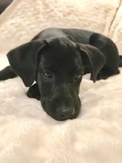 Labrador Retriever-Unknown Mix Dogs for adoption in Toledo, OH, USA