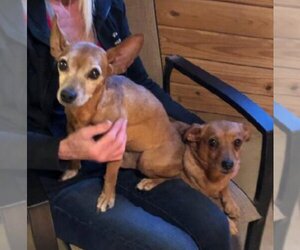 Chiweenie Dogs for adoption in Winston Salem, NC, USA