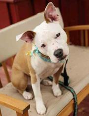 Mutt Dogs for adoption in Rochester, NY, USA