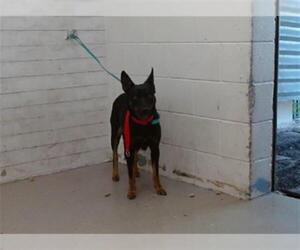German Shepherd Dog Dogs for adoption in San Bernardino, CA, USA