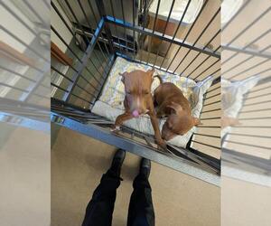 American Pit Bull Terrier-Unknown Mix Dogs for adoption in Upland, CA, USA