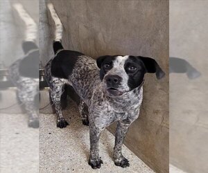 Australian Cattle Dog Dogs for adoption in Lodi, CA, USA